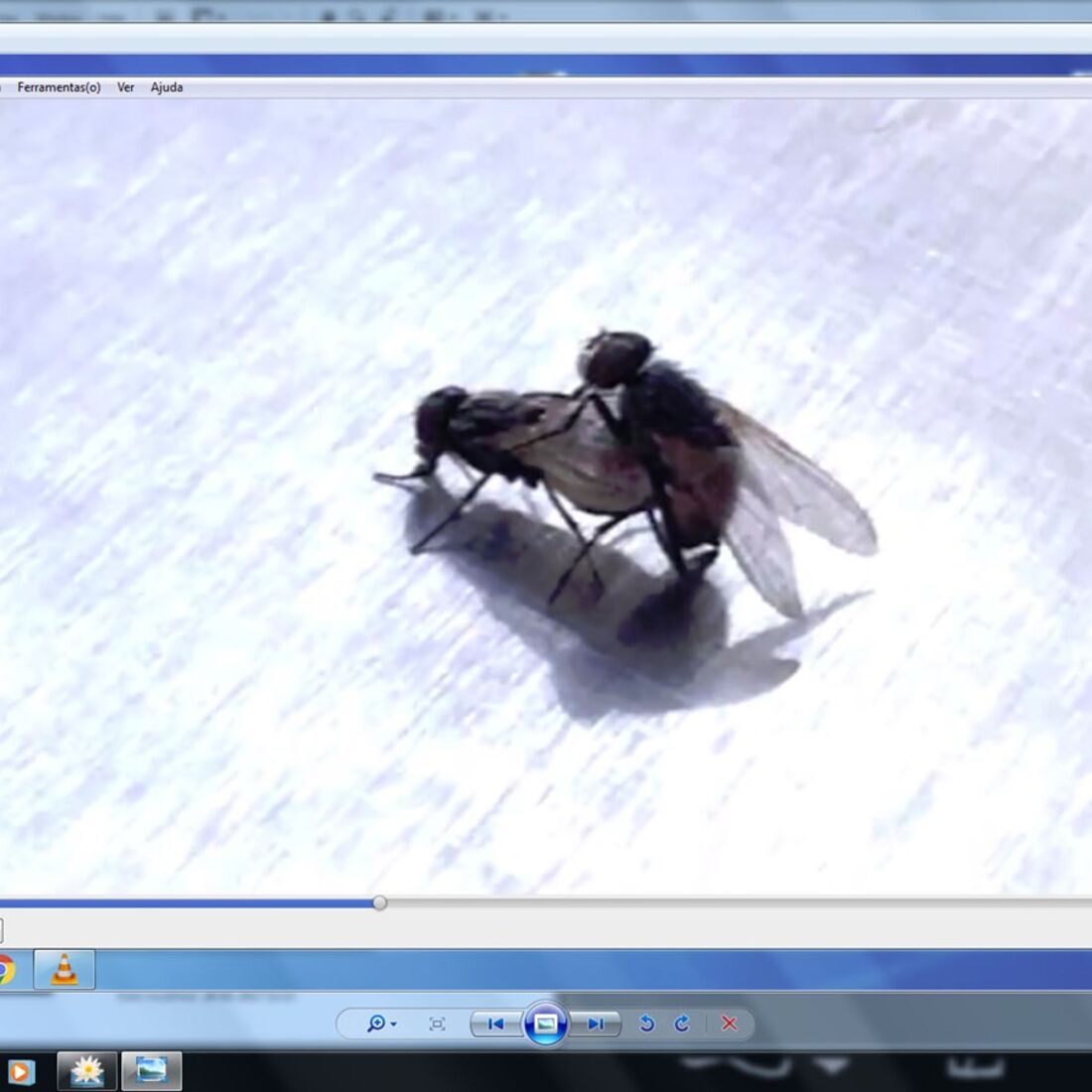 pesadelo na cozinha, ribatejo