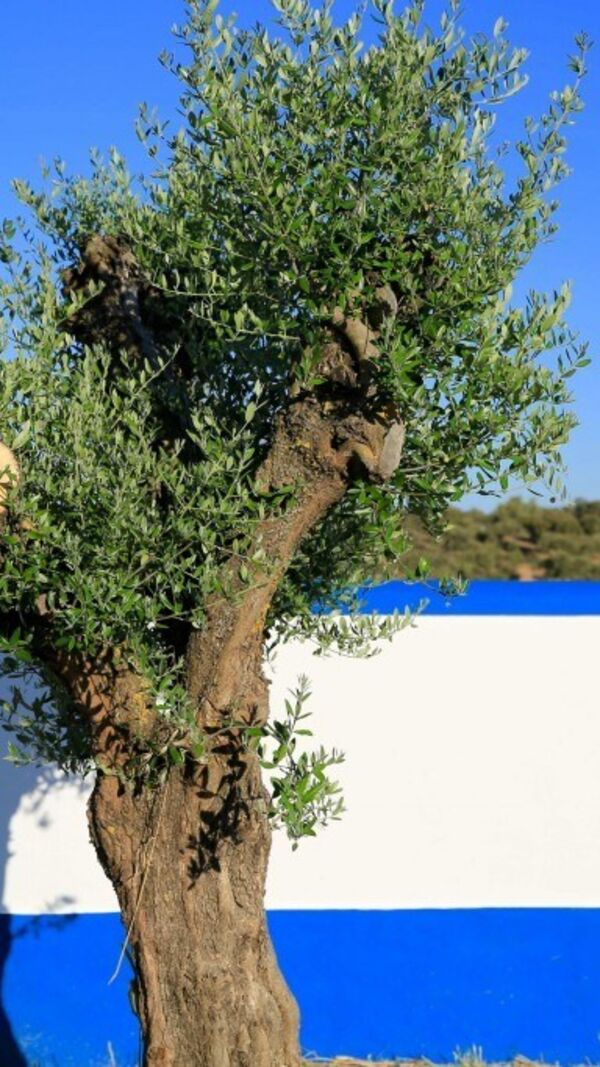 Manuel Luís Goucha, Alentejo
