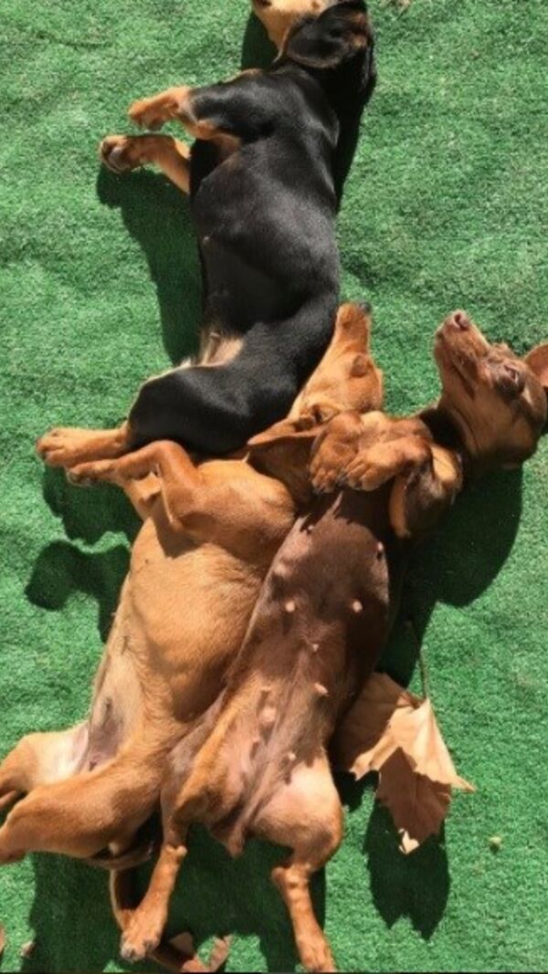 João Baião, SIC, quinta, animais exóticos