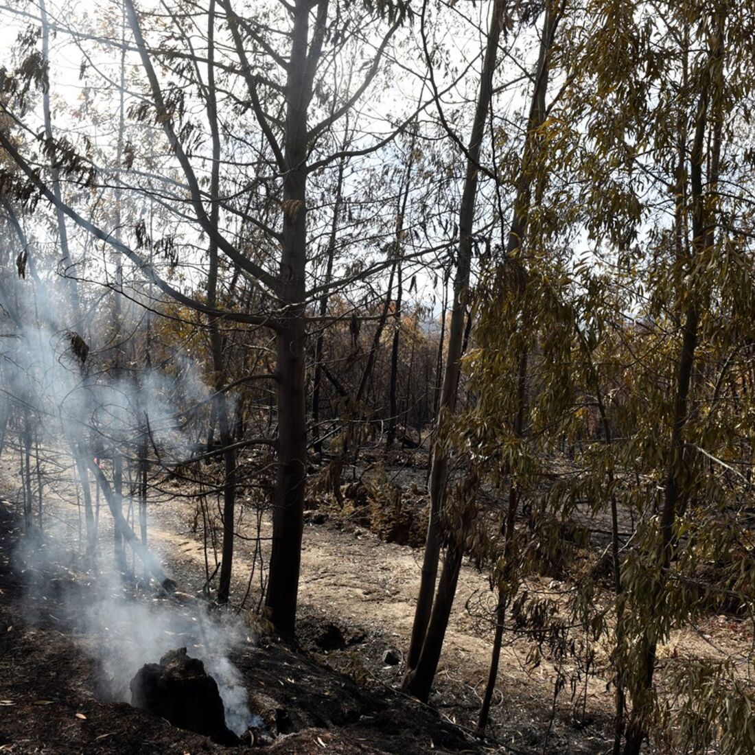 tragédia incêndios