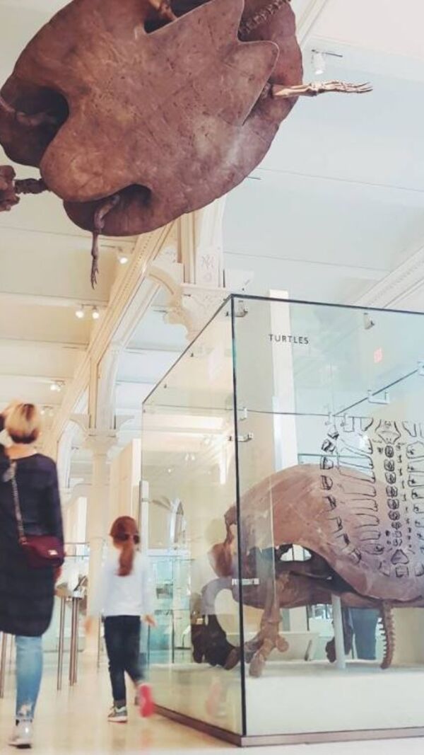 Paula Lobo Antunes, Jorge Corrula, Nova Iorque