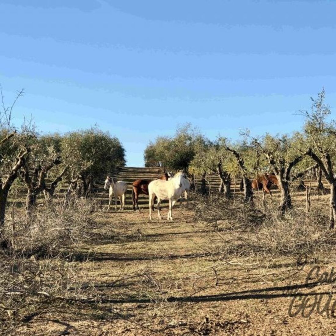 Monte Manuel Luís Goucha