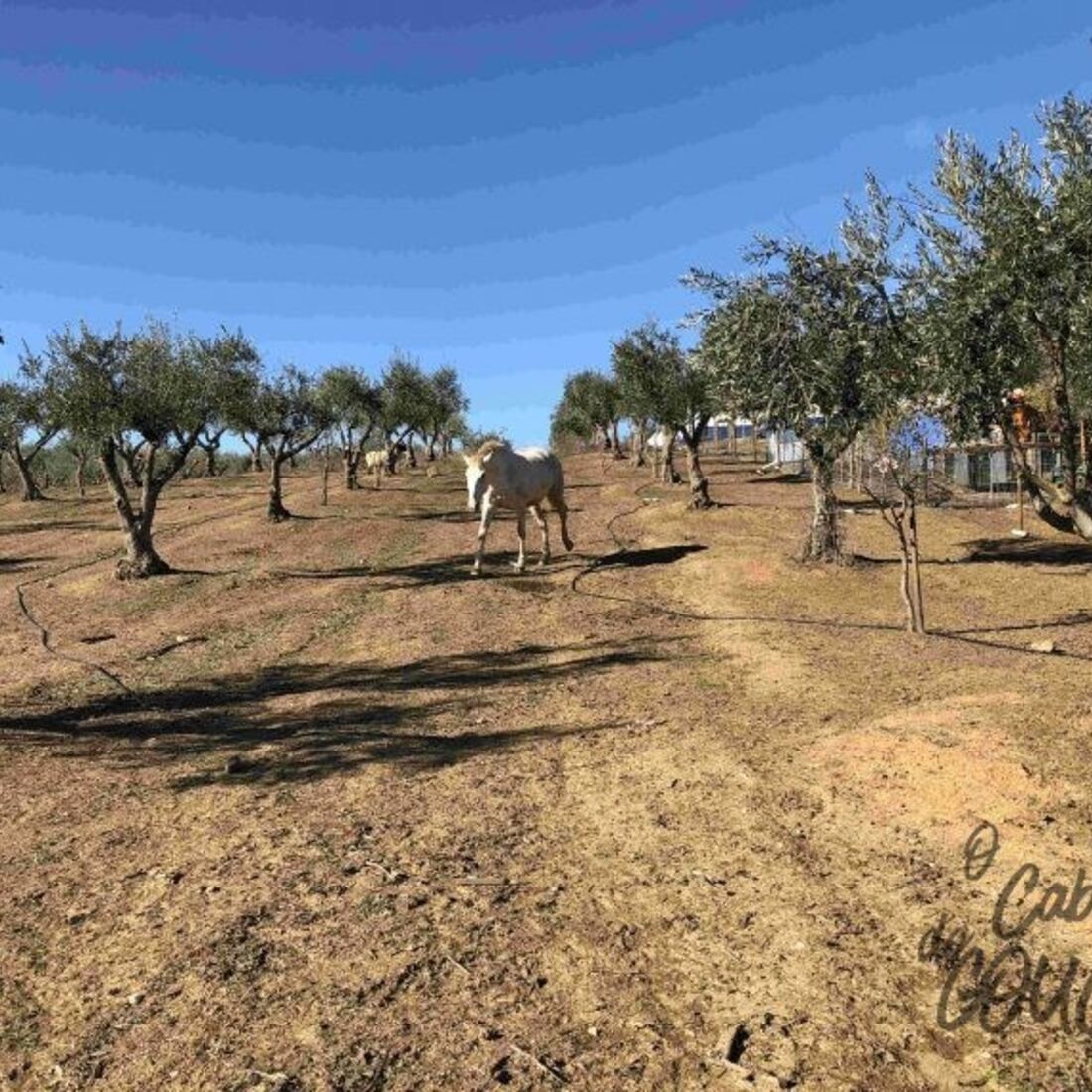 Monte Manuel Luís Goucha