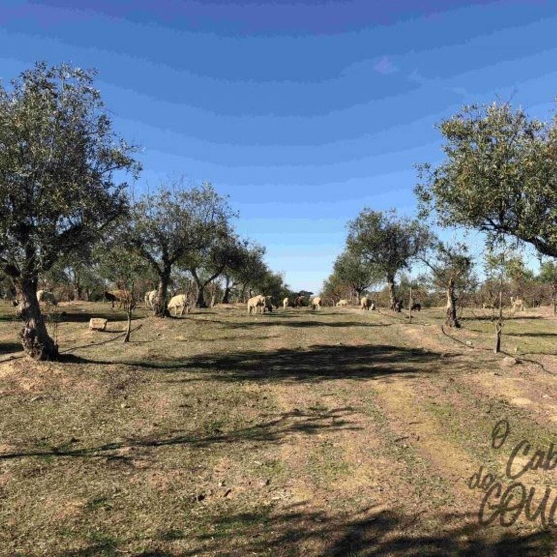 Monte Manuel Luís Goucha