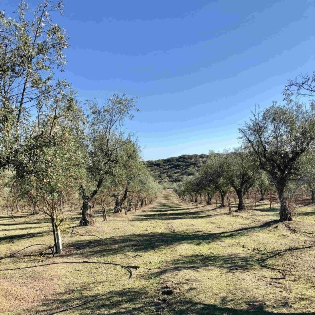 Monte Manuel Luís Goucha