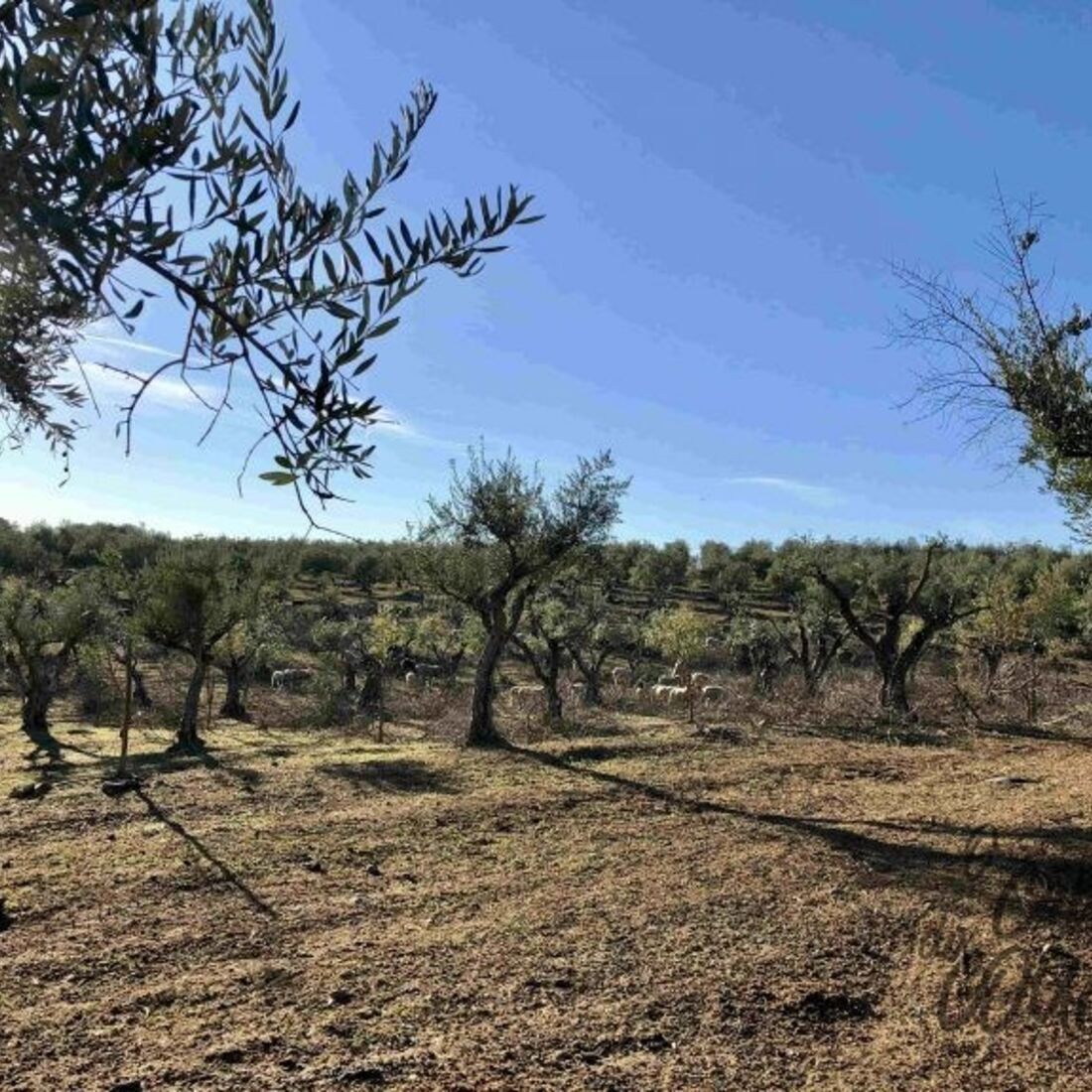 Monte Manuel Luís Goucha