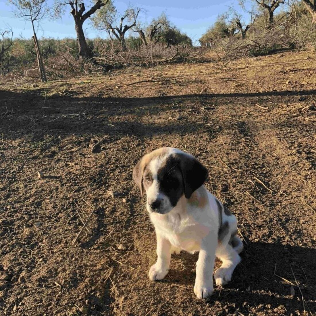 Monte Manuel Luís Goucha