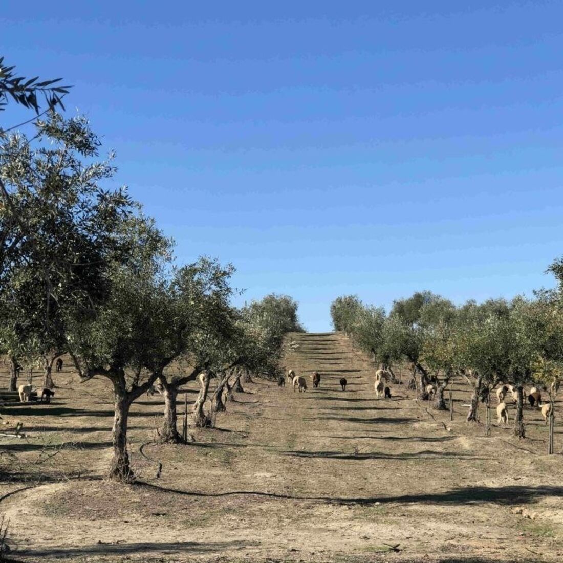 Monte Manuel Luís Goucha