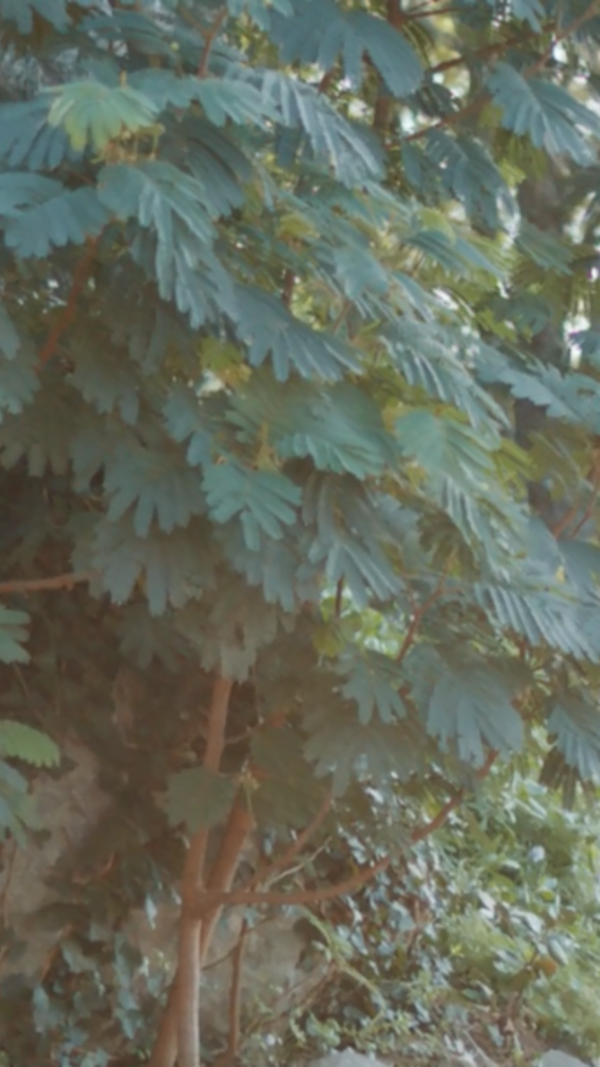 Paula Neves, Ministério da Saúde, Opte por Amar Mais