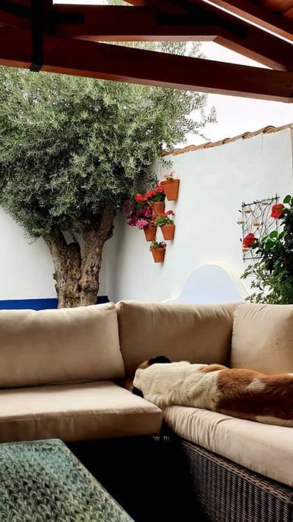 Manuel Luís Goucha, cão, goucha com animais