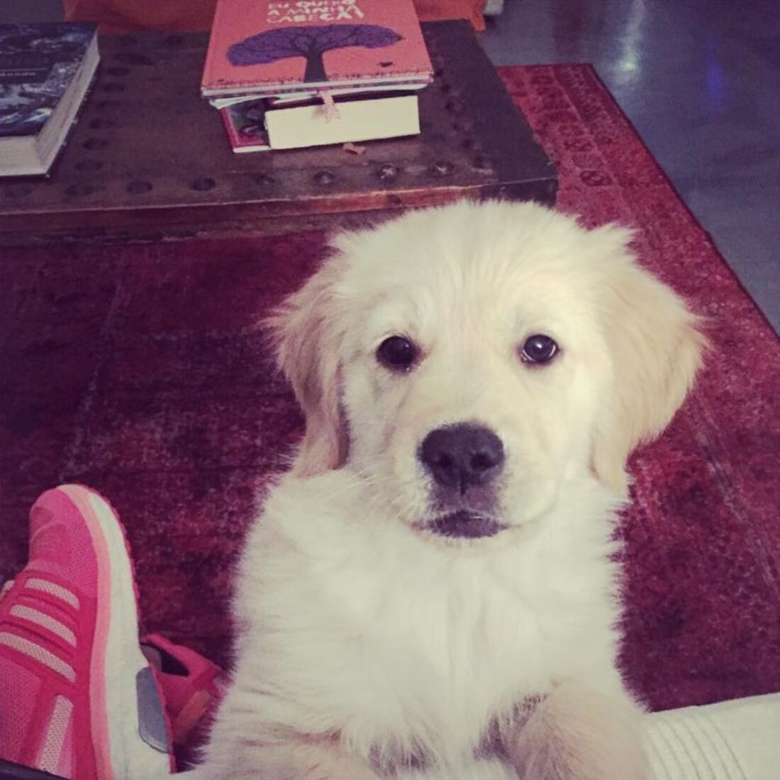 Cláudia Vieira, João Alves