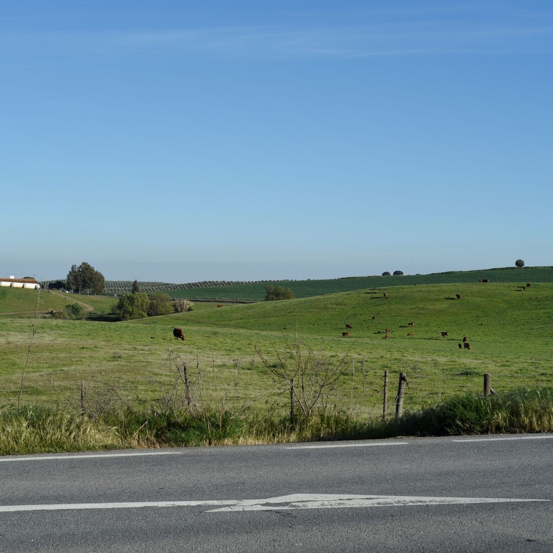 quem quer namorar com o agricultor, joão neves, alentejo