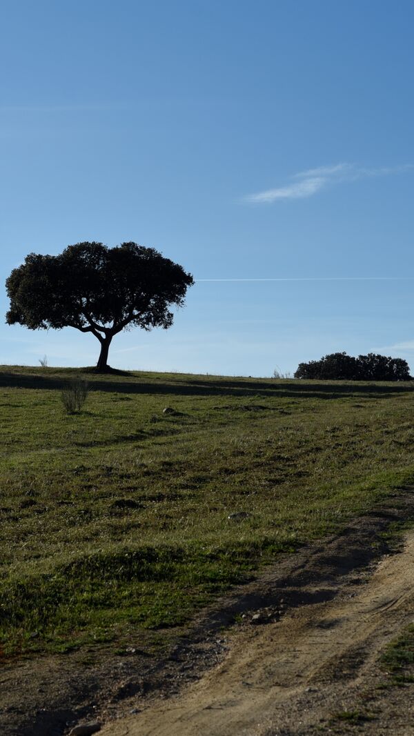 quem quer namorar com o agricultor, joão neves, alentejo