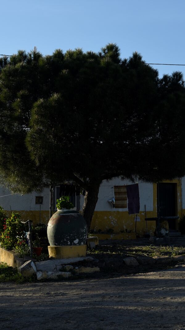 quem quer namorar com o agricultor, joão neves, alentejo