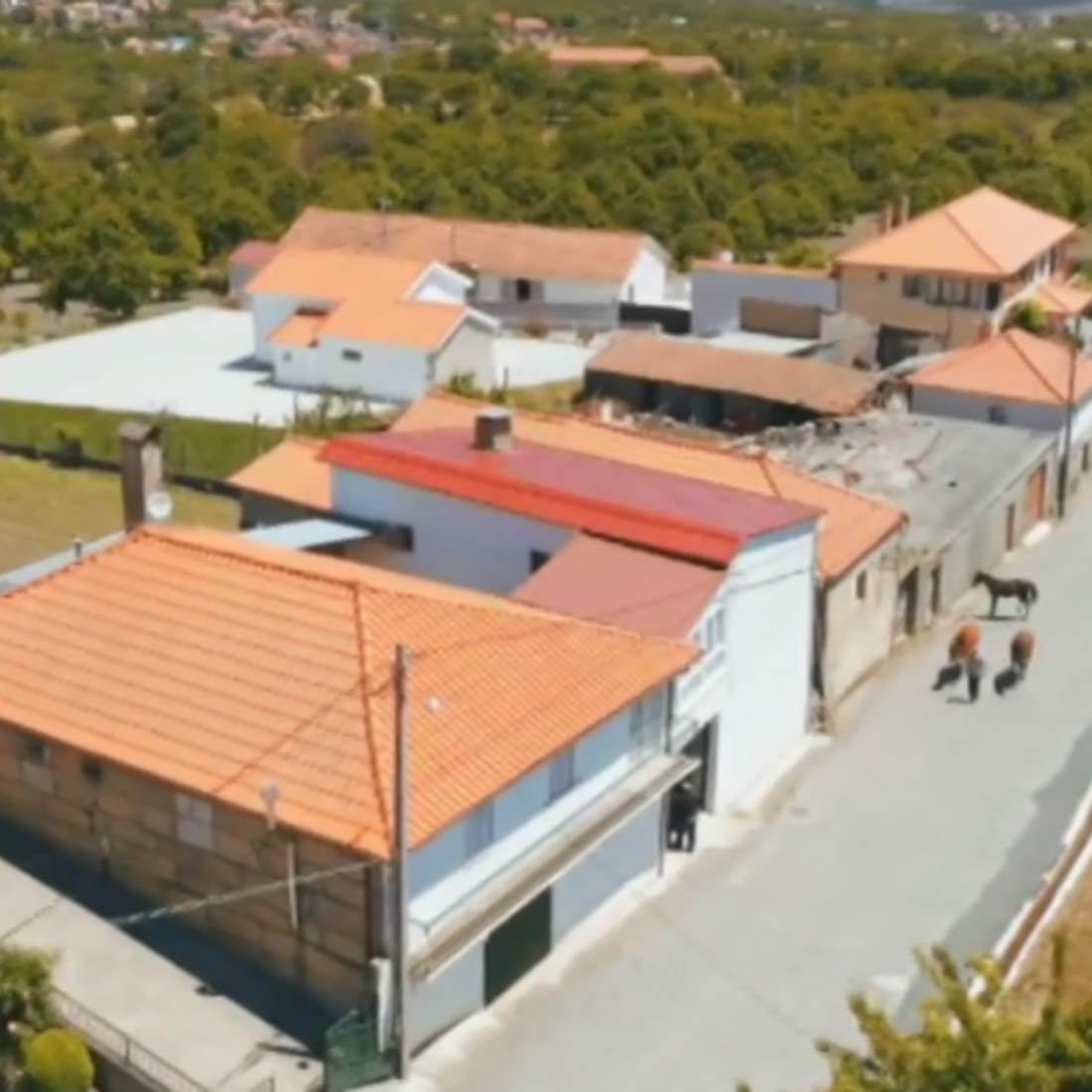 Miguel Pereira, quem quer namorar com o agricultor, sic, agricultor sic, trás-os-montes