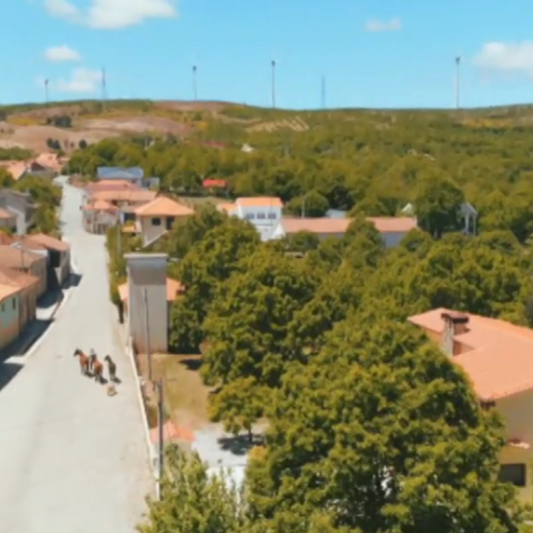 Miguel Pereira, quem quer namorar com o agricultor, sic, agricultor sic, trás-os-montes