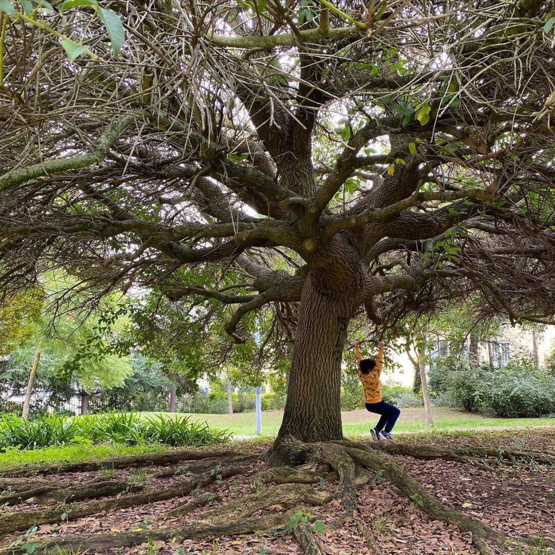 tânia ribas de oliveira