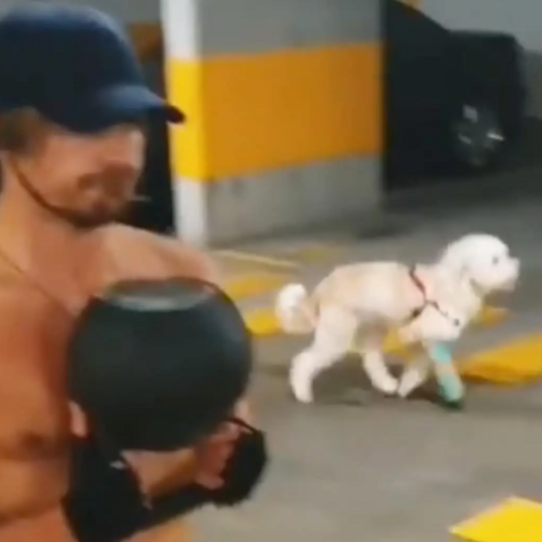 lourenço ortigão, lua, cadela