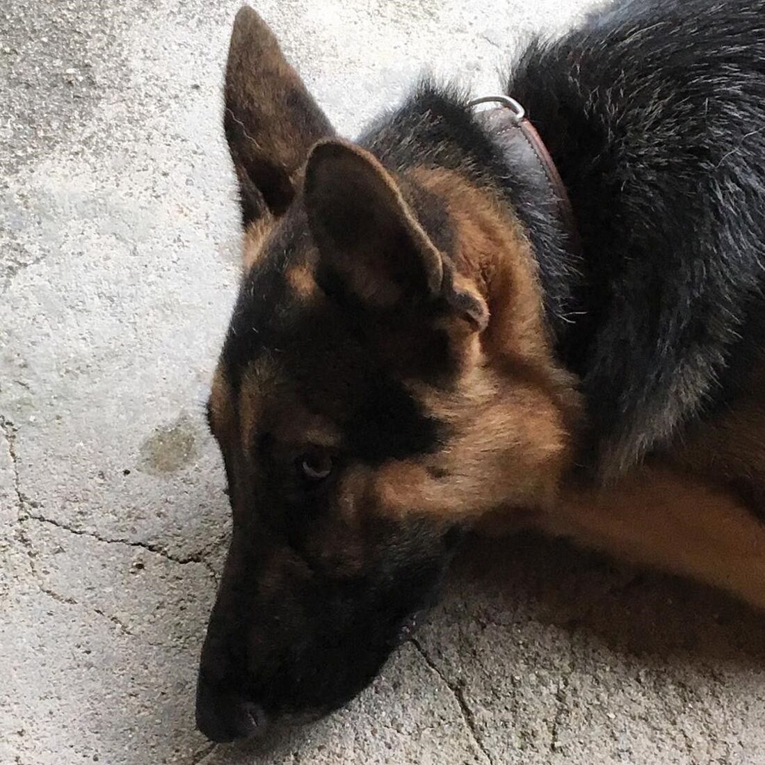 Roca, Rogério Samora