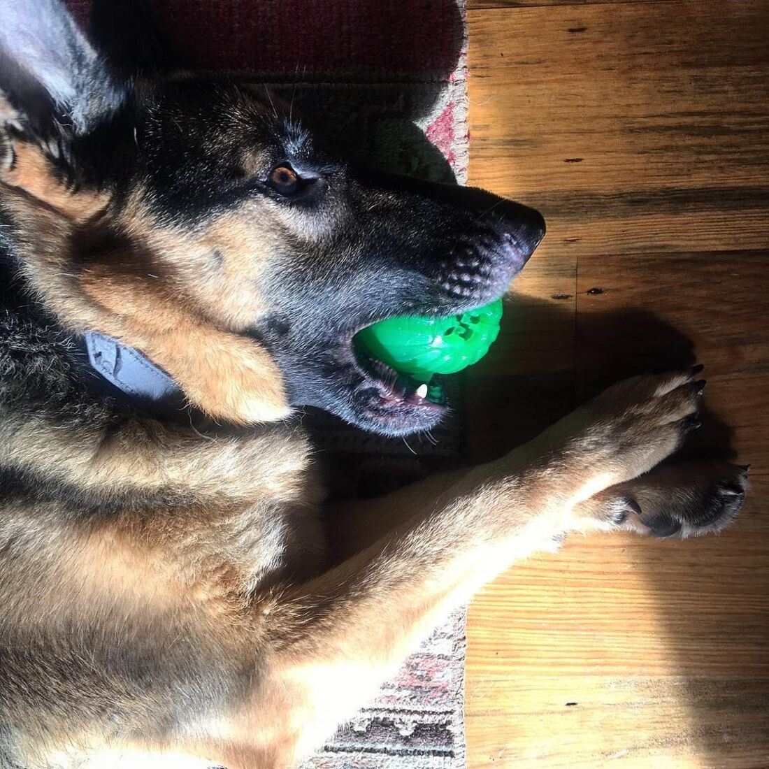 Roca, Rogério Samora