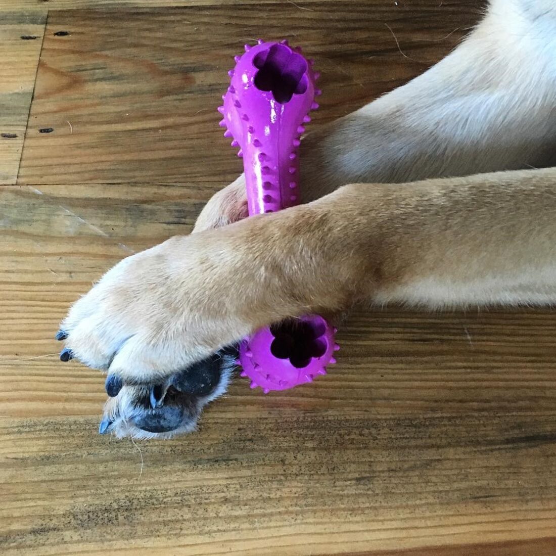 Roca, Rogério Samora