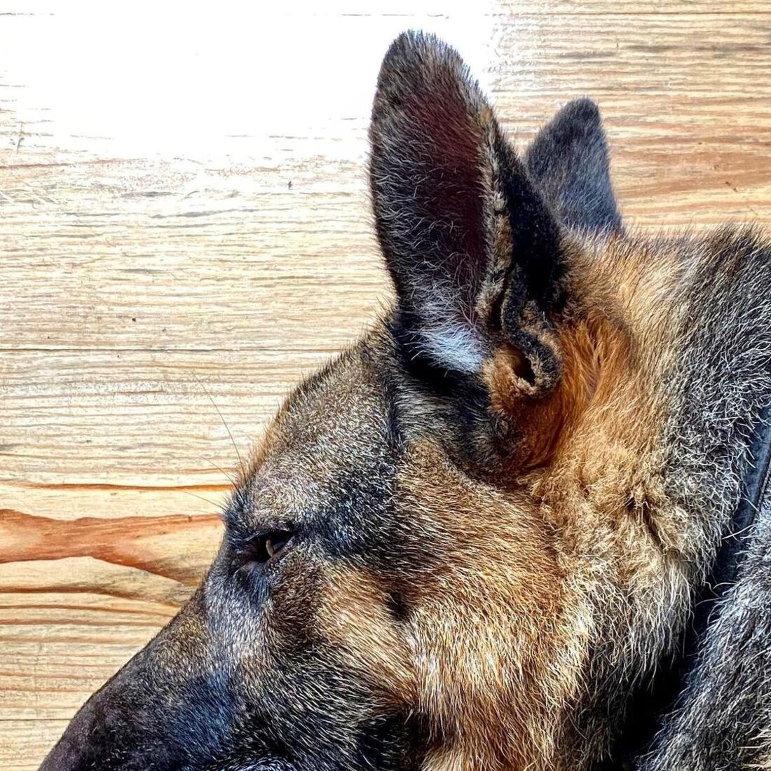 Roca, Rogério Samora