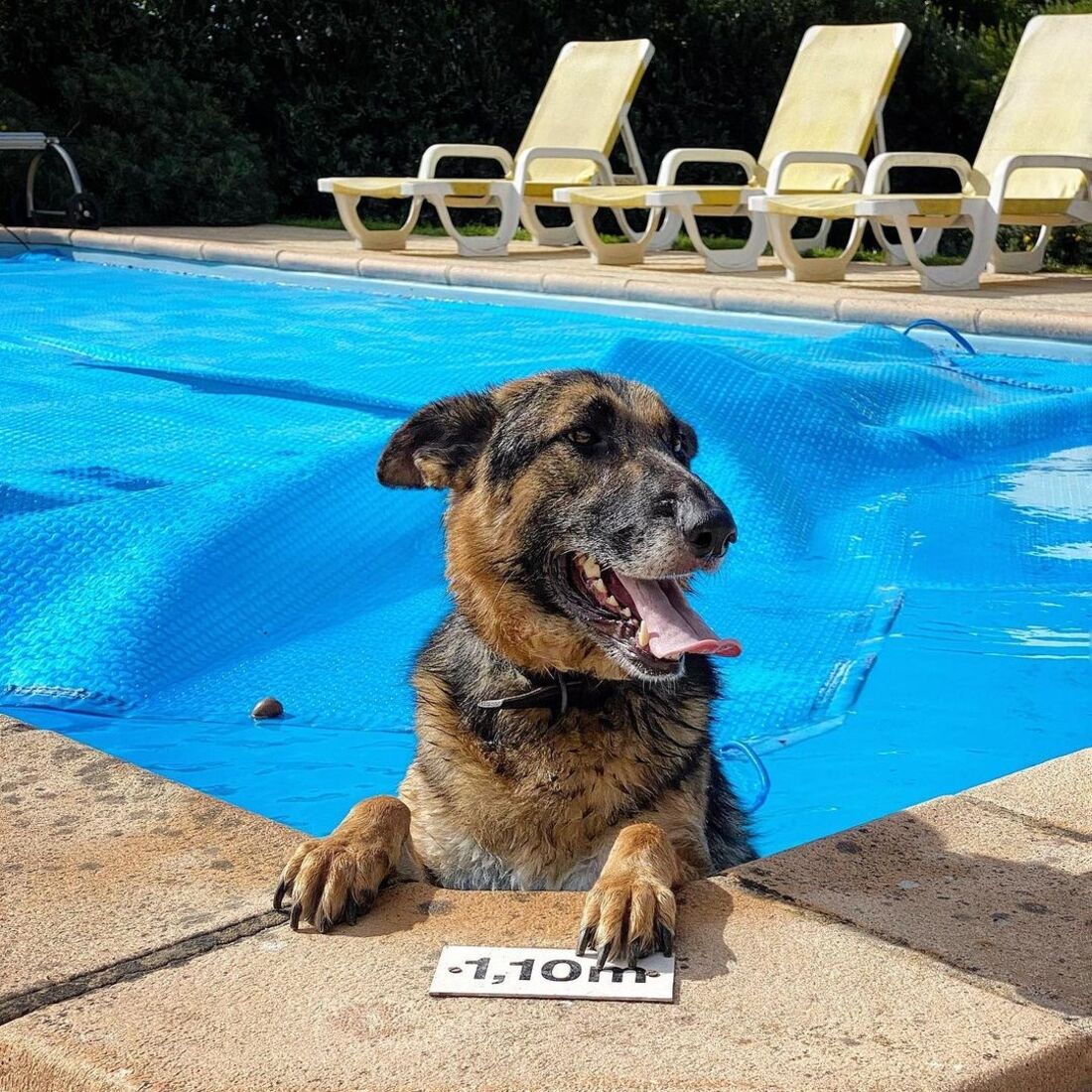 Roca, Rogério Samora