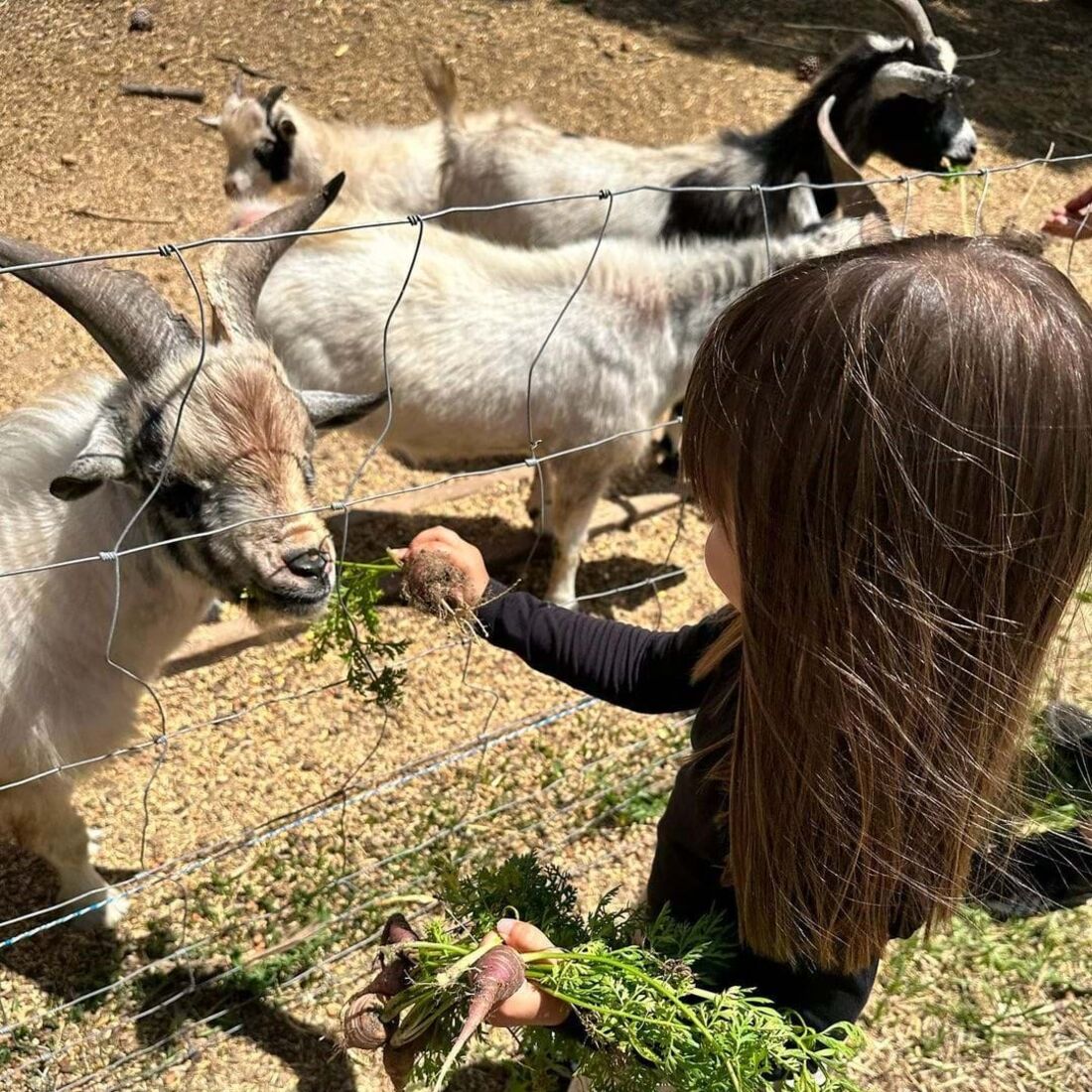 José Raposo, Sara Barradas