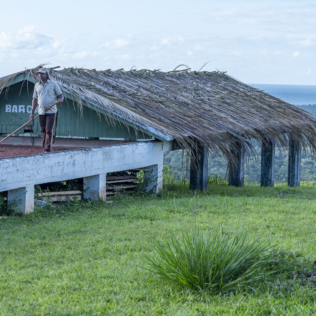 Cacau: Fazenda