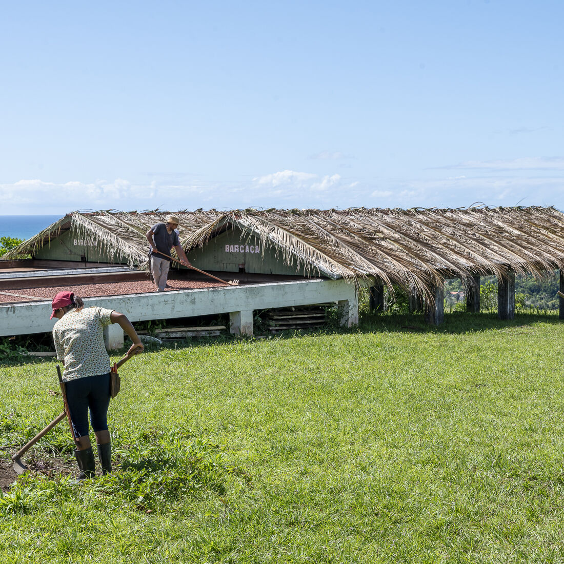 Cacau: Fazenda