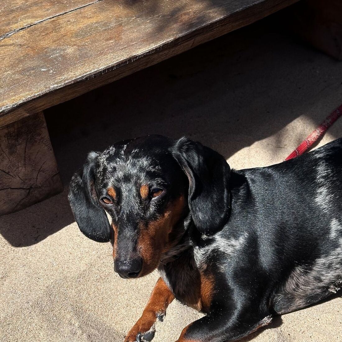 Cão da Olívia Ortiz