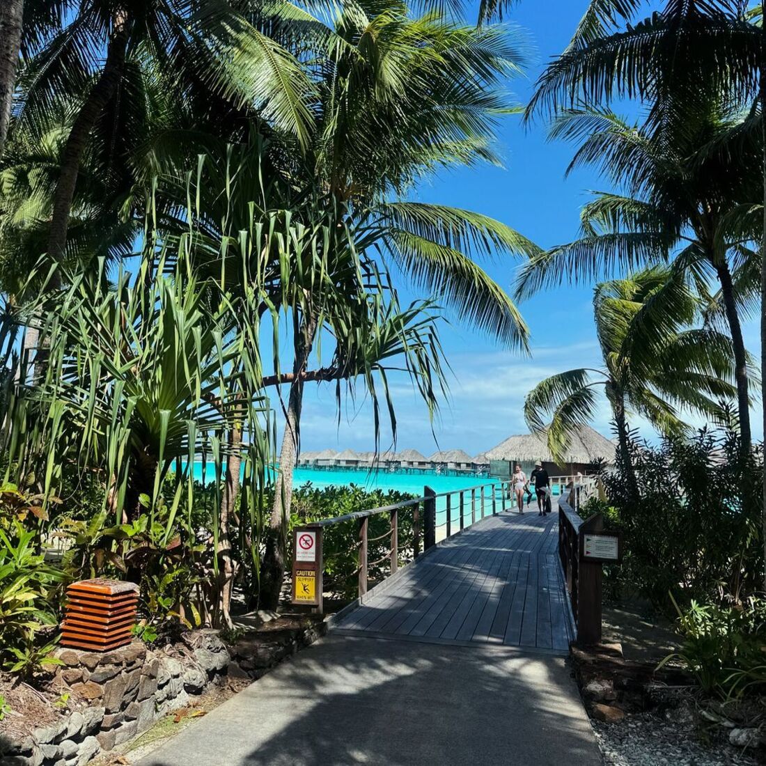 Isabel Figueira, publicação