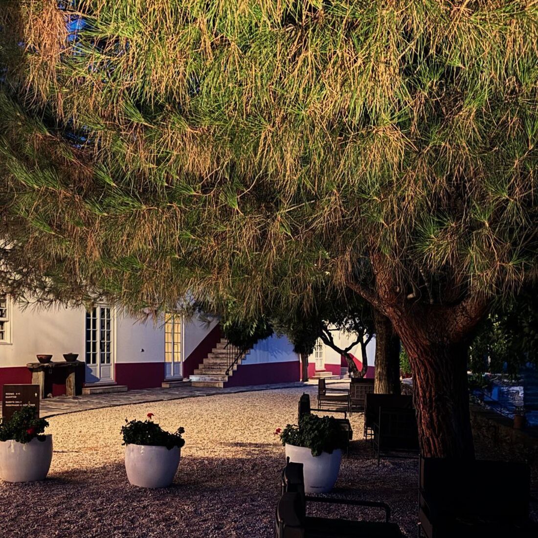 Ana Sofia Cardoso, publicação