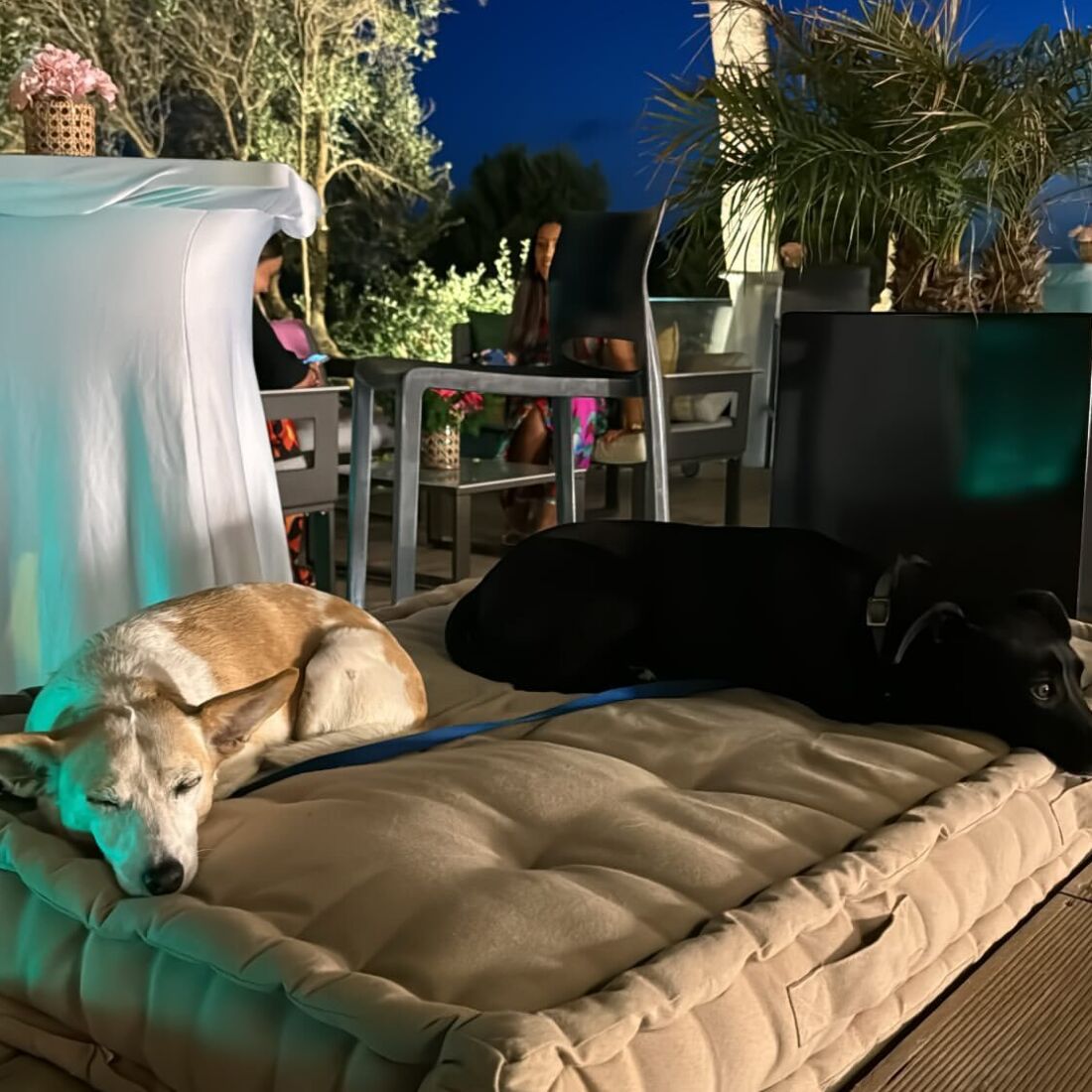 Francisca, filha Madalena Abecasis, festa