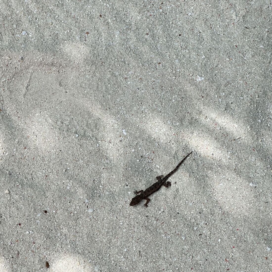 Daniela Melchior, publicação