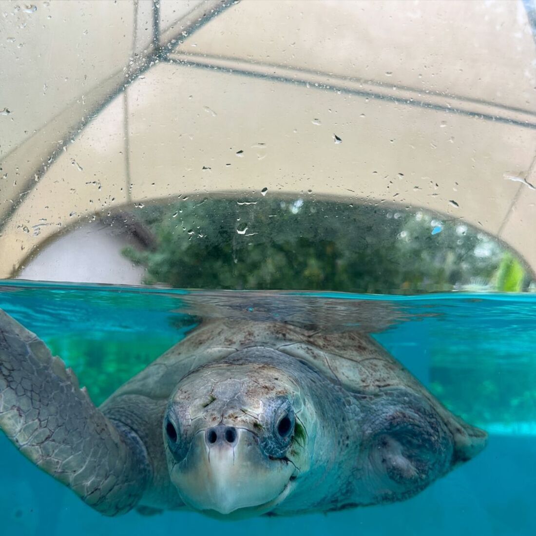 Daniela Melchior, publicação