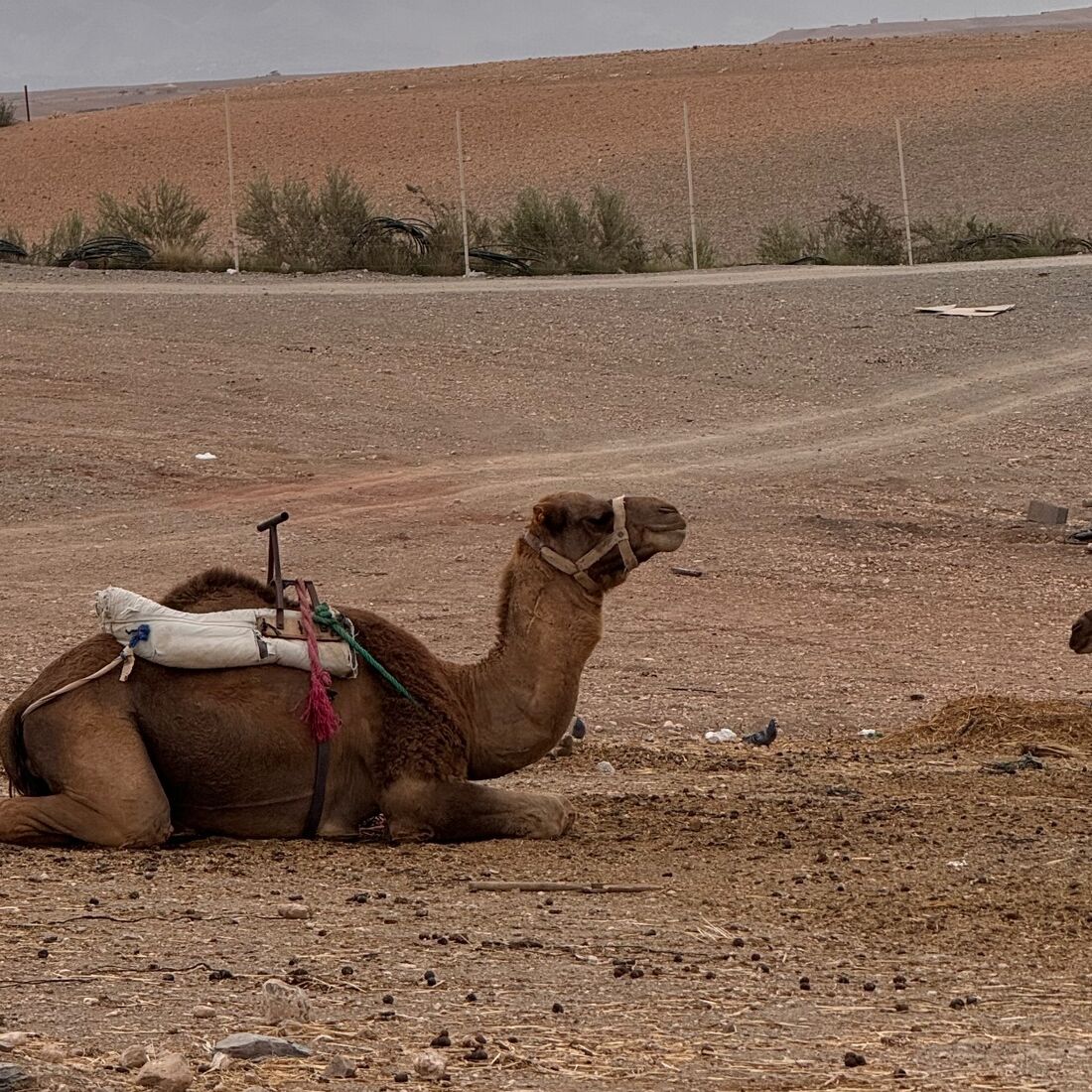 publicação Tiago Froufe Costa