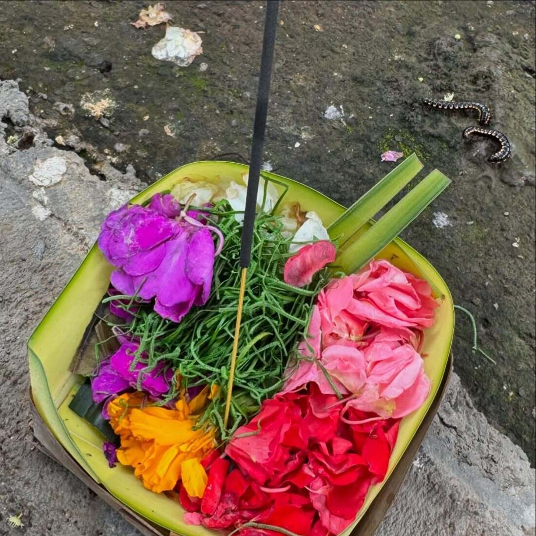 Oceana Basílio Instagram