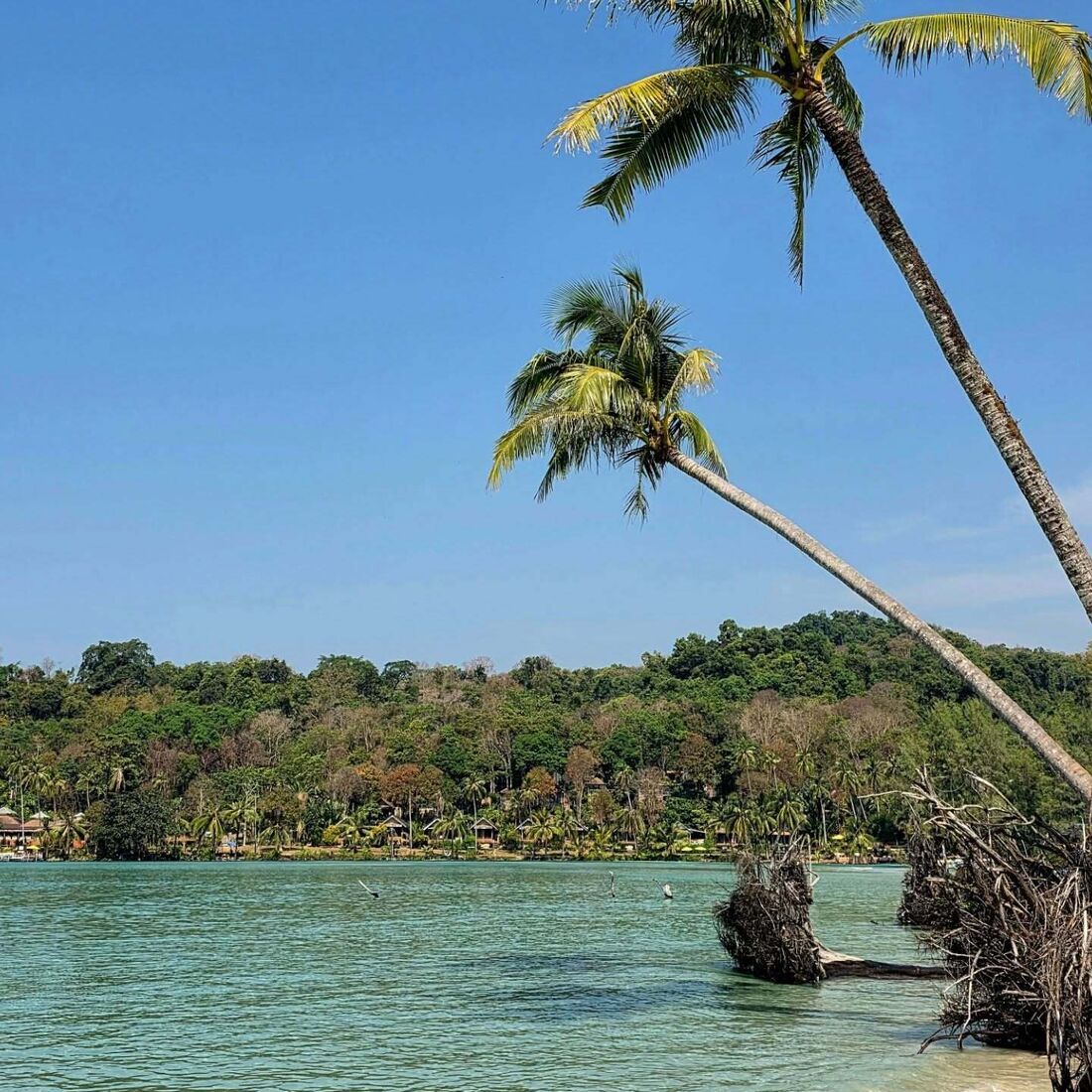 Mónica Jardim, Tailândia