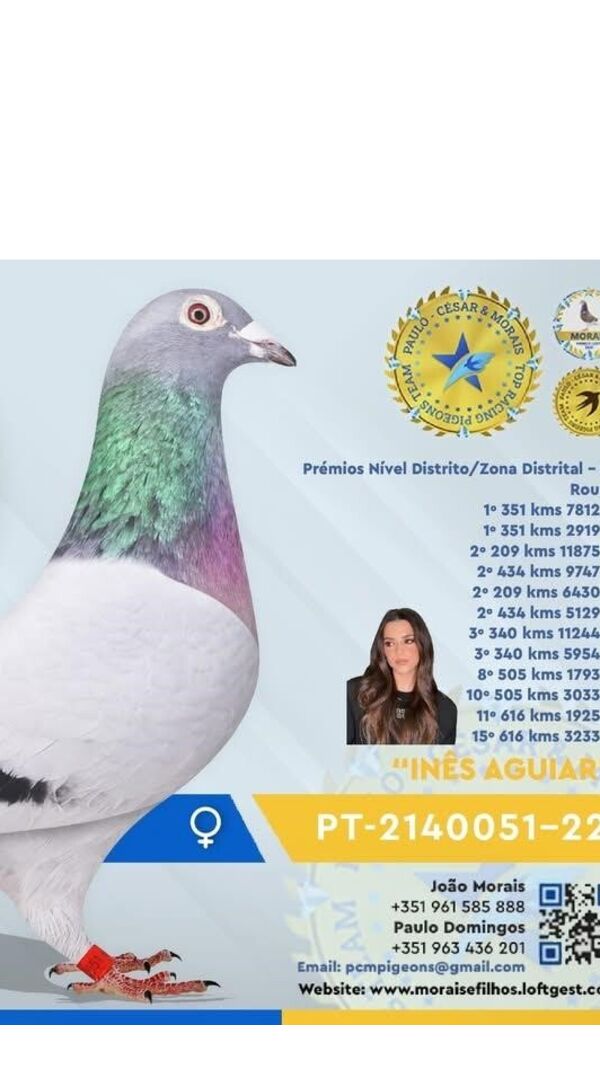 Pomba Inês Aguiar