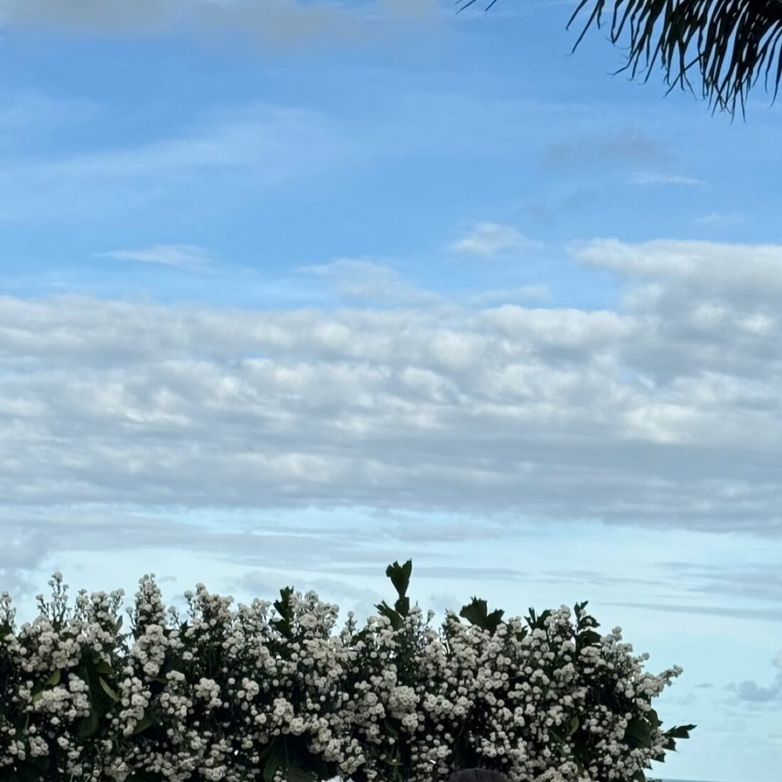 Casamento Domingos Paciência e Priscilla Tardelli Tollini