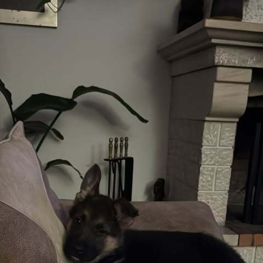 Cão, Bárbara Parada, Francisco Monteiro