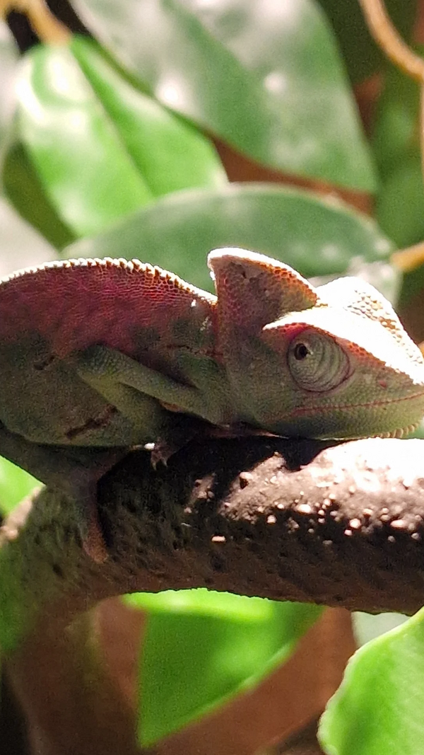 Paulo Chadeca, Inês Bicho, camaleão