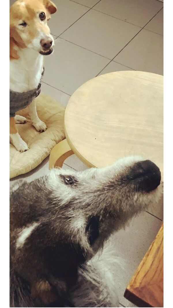 Cães de Nuno Markl aguardam notícias com pesar